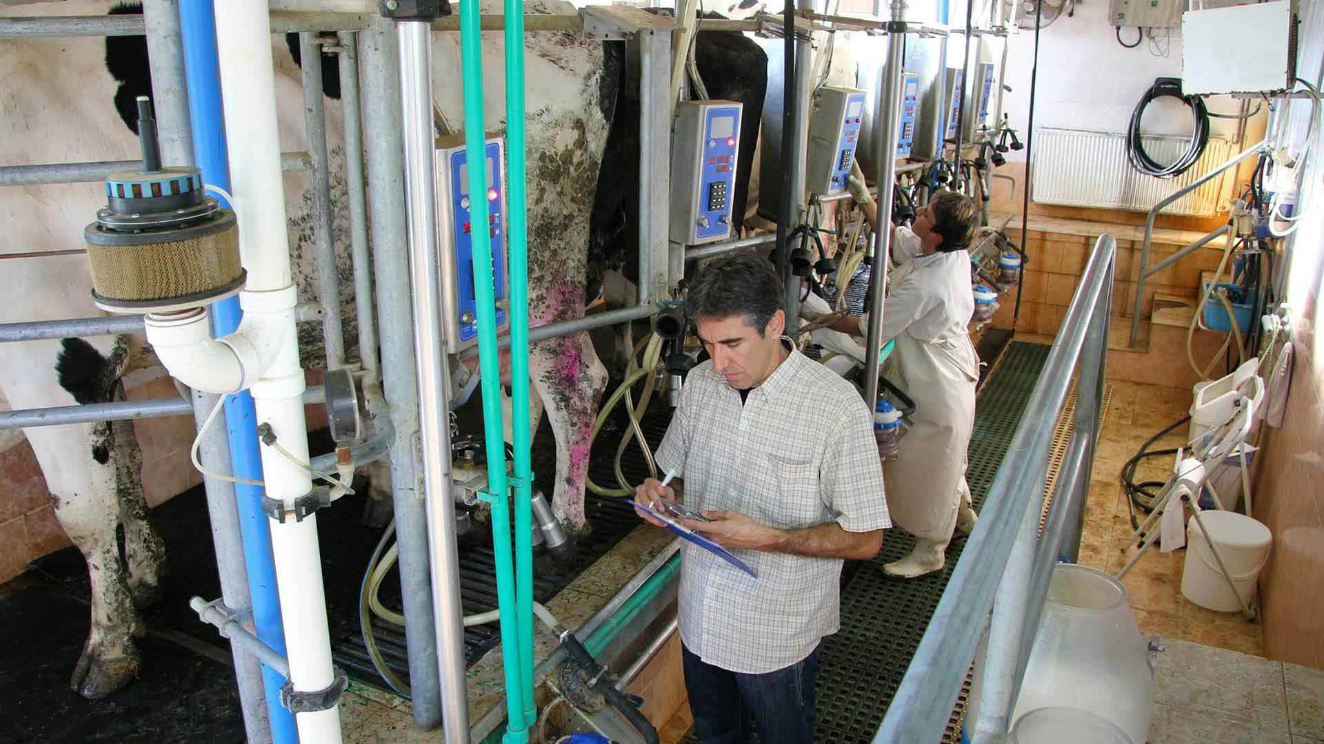 Women Milking Men