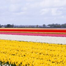 Thumbnail of post #326697