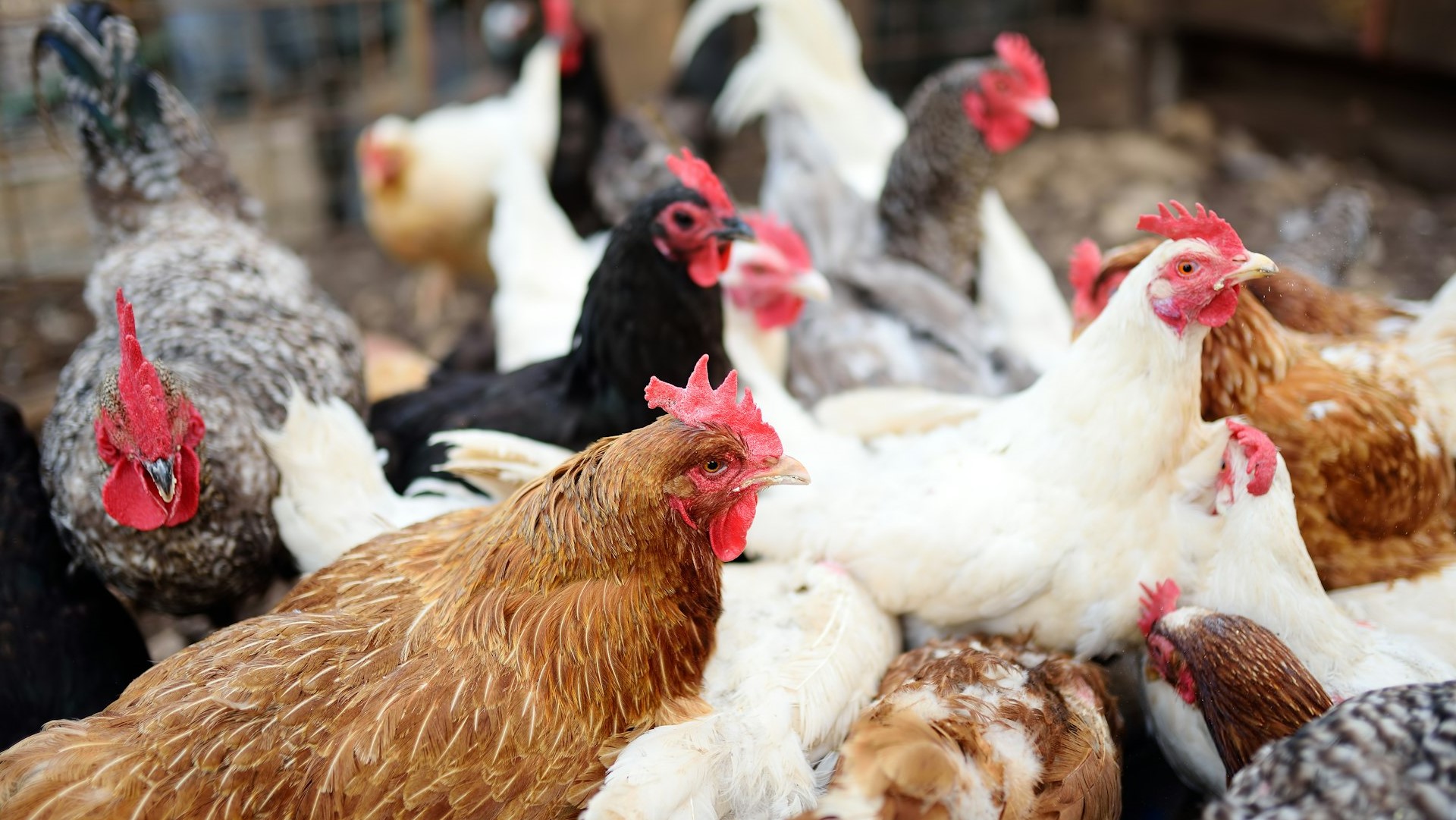 Landelijke ophokplicht voor pluimvee na uitbraak vogelgriep - Schulinck