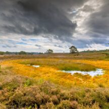 Thumbnail of post #326521