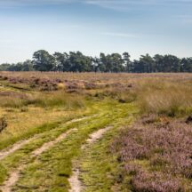 Thumbnail of post #326135