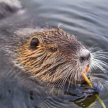 Thumbnail of post #326511