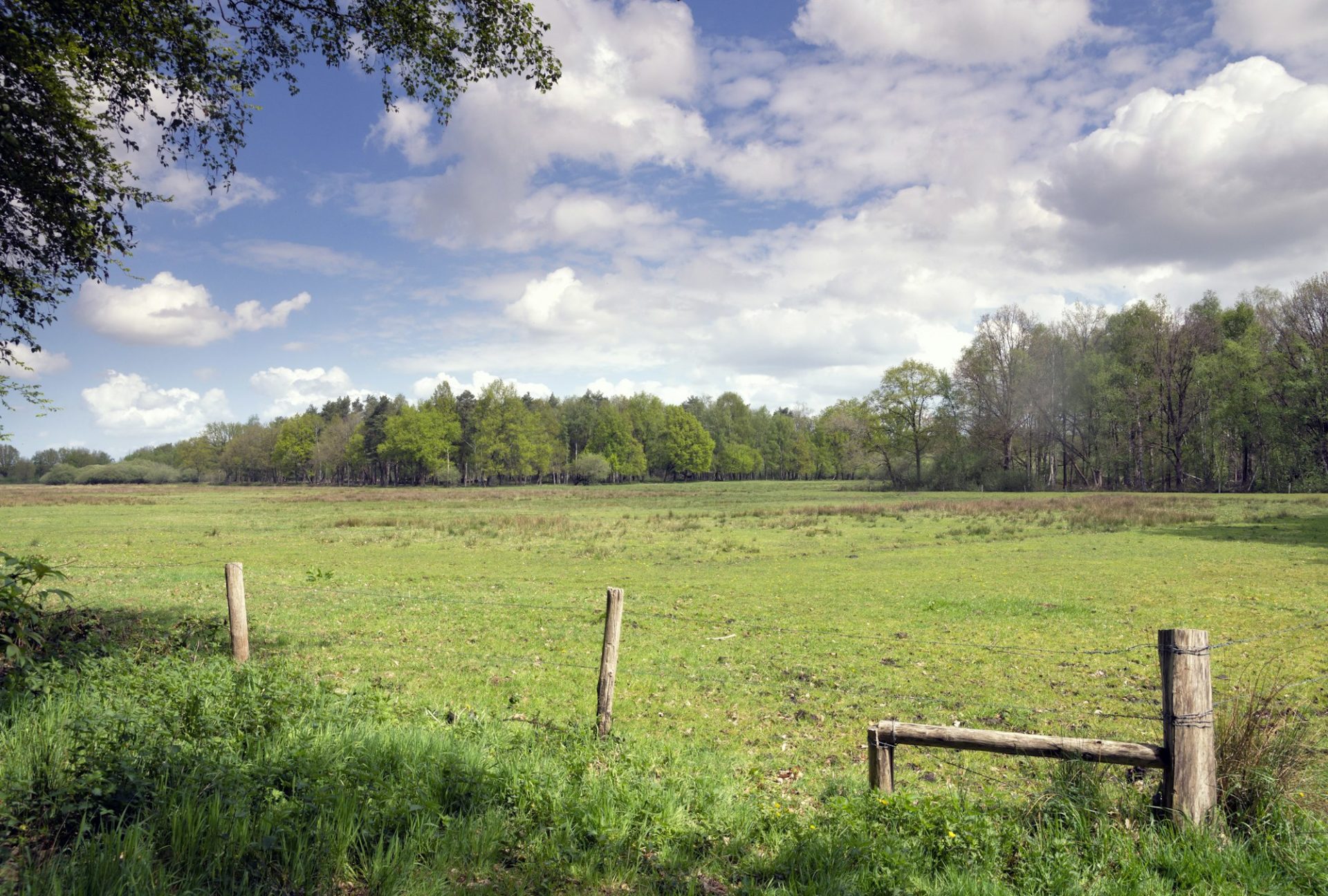 Meadow in the Pannenhoef nature reserve near Rijsbergen